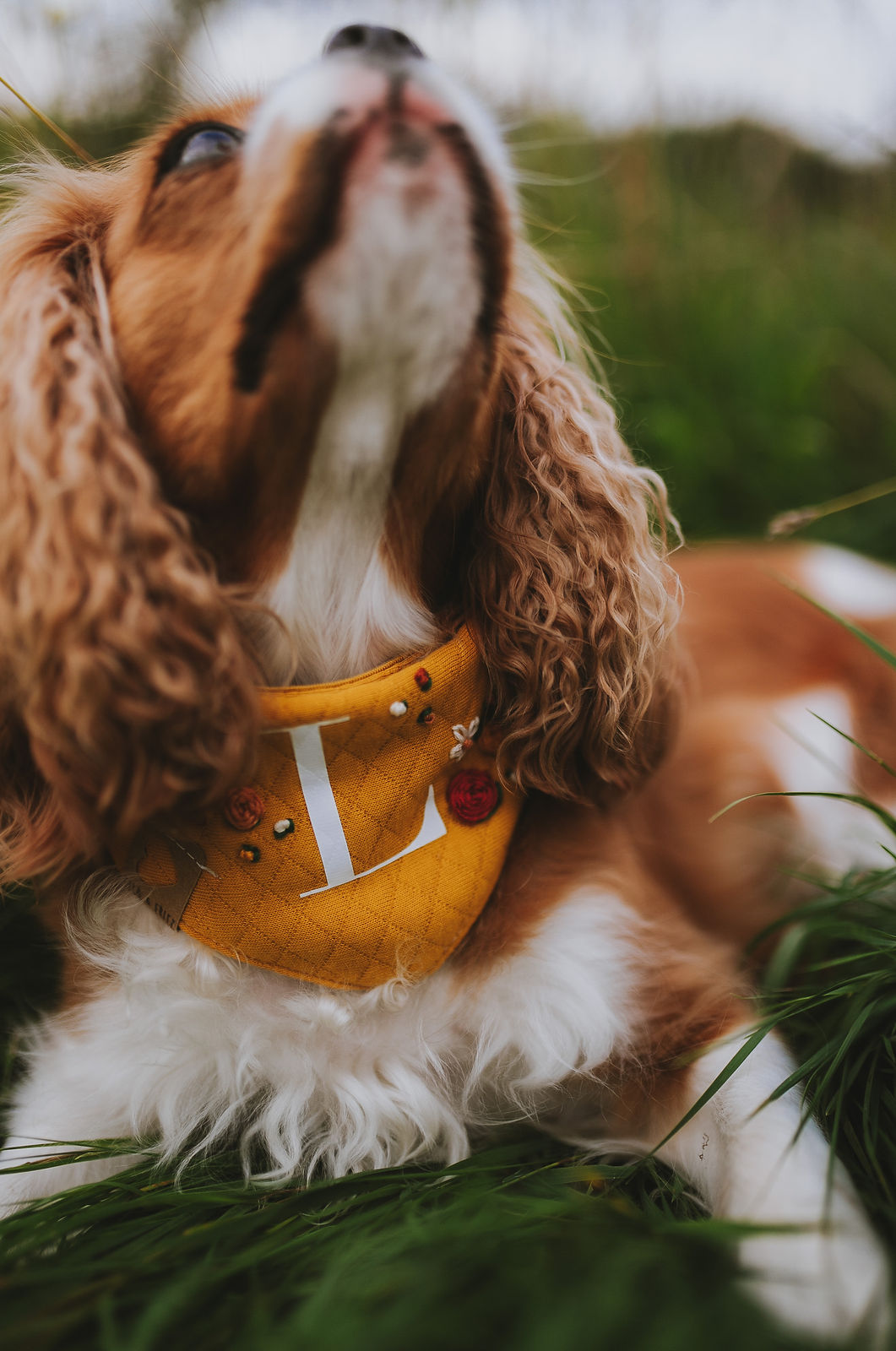 Ella & Fritz, Halstücher für Hunde, EXCLUSIVE, Hansbestickt, Handgemacht, Halstuch, Blumen